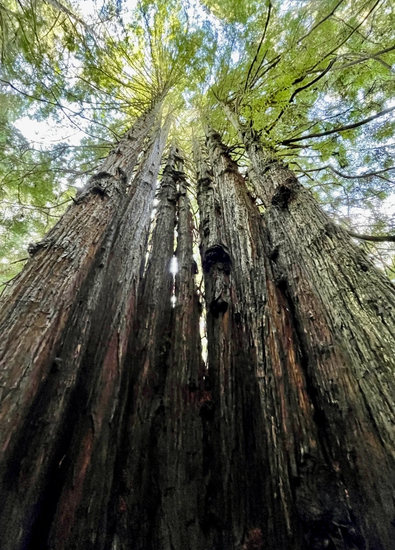 Looking up between tall tree trunks into a sunlit green canopy